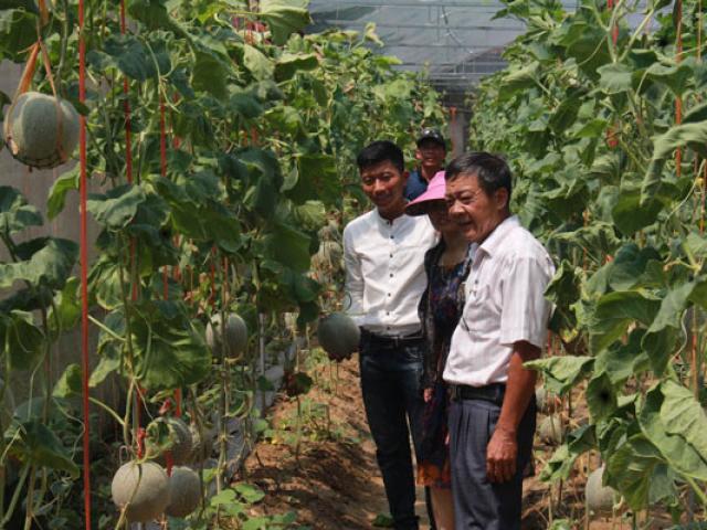 Thị trường - Tiêu dùng - "Làm liều” trồng dưa lưới công nghệ Nhật, lãi cả chục triệu/vụ