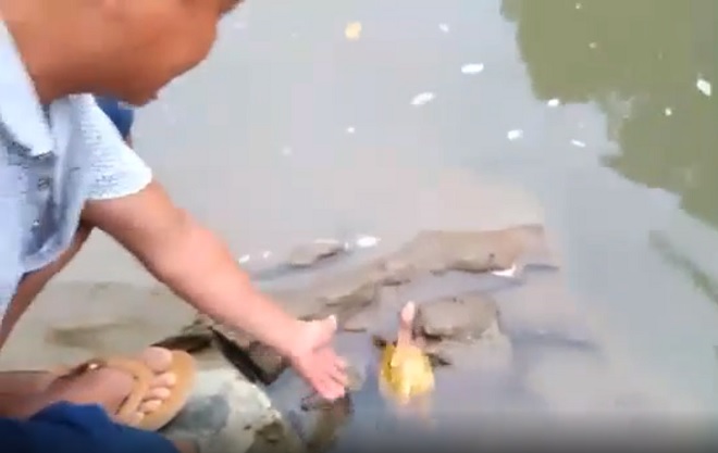 Thấy “rùa vàng” lạ mắt bị bắt, người đàn ông mua lại và làm điều bất ngờ - 2