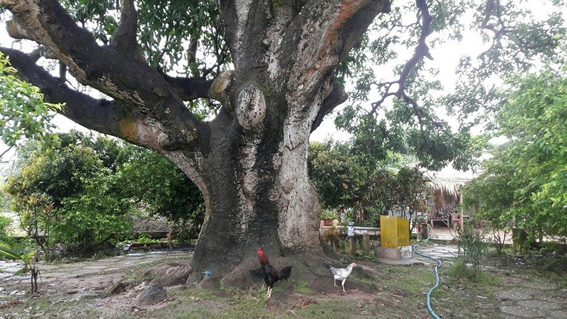 Giai thoại kỳ lạ về cây xoài hơn 300 năm tuổi xứ Bạc Liêu - 2