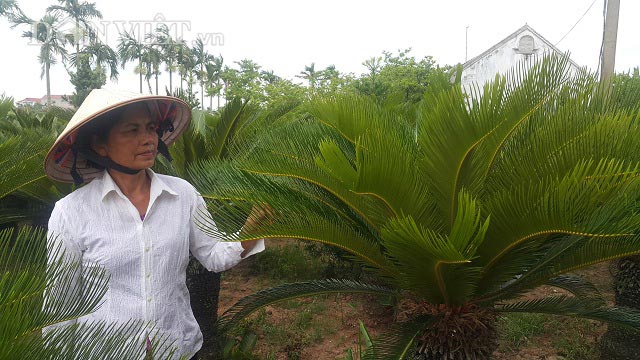 Đếm lá thu tiền: Nghề &#34;lạ&#34; mà thu cả tiền triệu mỗi tháng - 1