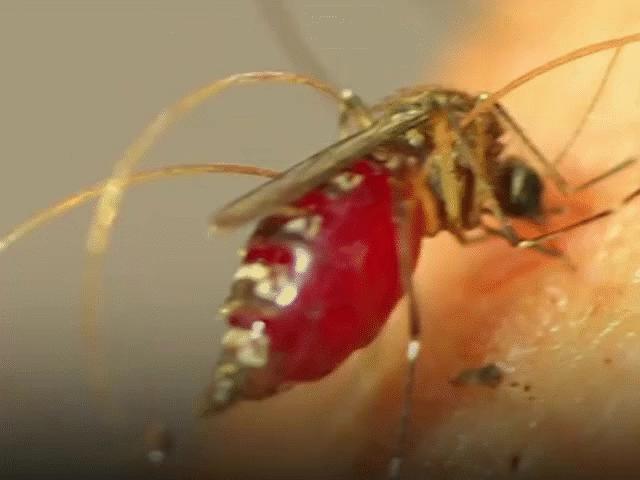 Cách muỗi ”đánh lừa” hệ miễn dịch của con người khi hút máu