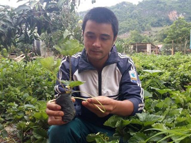 Thị trường - Tiêu dùng - Vừa trồng dâu tây, vừa làm du lịch nông dân hái tiền đều tay