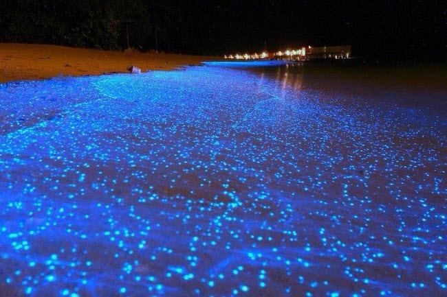 Hiện tượng bãi biển phát sáng ở Maldives được gây ra bởi loại tảo có khả năng phát quang sinh học. Đây là loài sinh vật rất nhỏ không thể nhìn thấy bằng mắt thường, nhưng khi tập trung lại với nhau, chúng có thể tạo ra màn ánh sáng kỳ ảo.