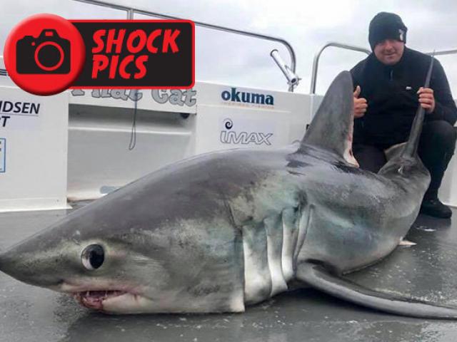 Thế giới - Câu được cá mập “quái vật” to nhất nước Anh, không thể kéo lên thuyền