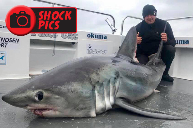 Câu được cá mập “quái vật” to nhất nước Anh, không thể kéo lên thuyền - 1