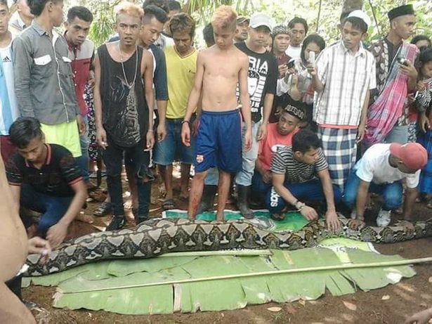 Indonesia: Mổ bụng trăn khổng lồ, đau đớn thấy người nằm trong - 1