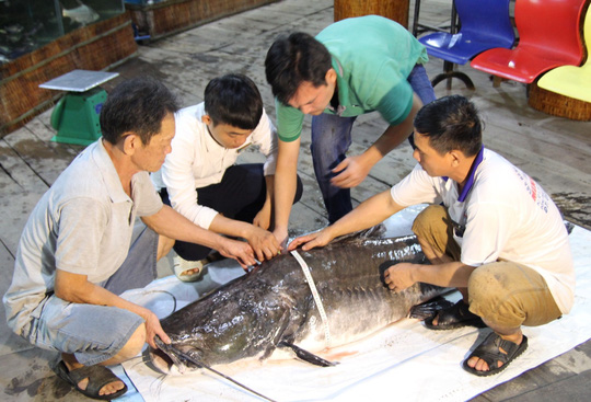 Ngư dân bắt được “thủy quái” trên sông Tiền - 1