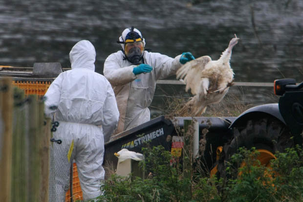 Bệnh dịch có tỉ lệ giết người cực lớn ở TQ có thể gây thảm họa toàn cầu - 2