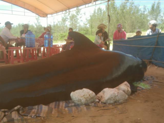 Cá voi "khủng" liên tiếp dạt bờ biển Quảng Ngãi
