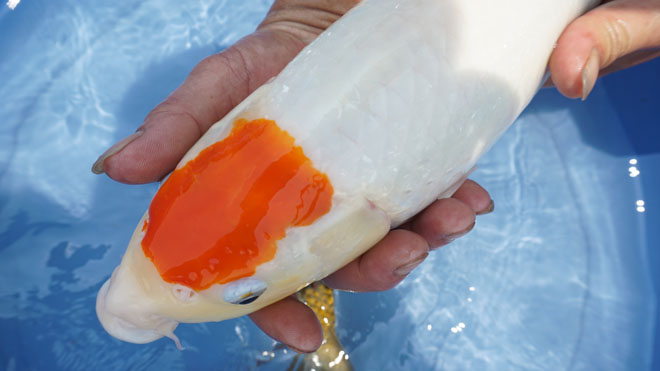 "Quốc ngư Nhật Bản" xuất hiện giữa lòng sông Hồng - 5