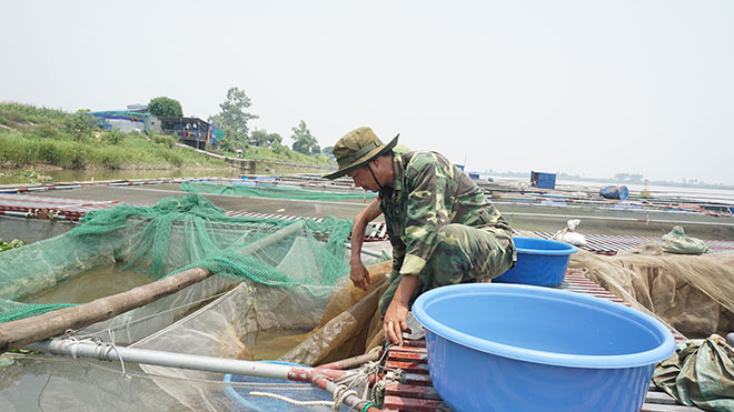 "Quốc ngư Nhật Bản" xuất hiện giữa lòng sông Hồng - 8