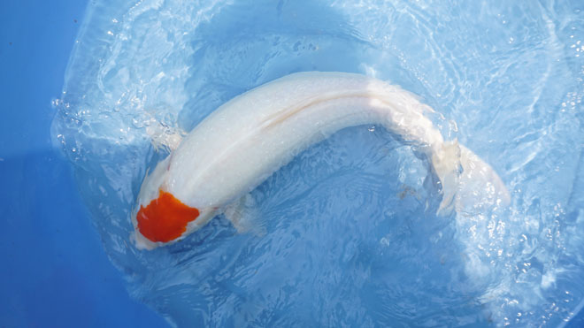 "Quốc ngư Nhật Bản" xuất hiện giữa lòng sông Hồng - 4