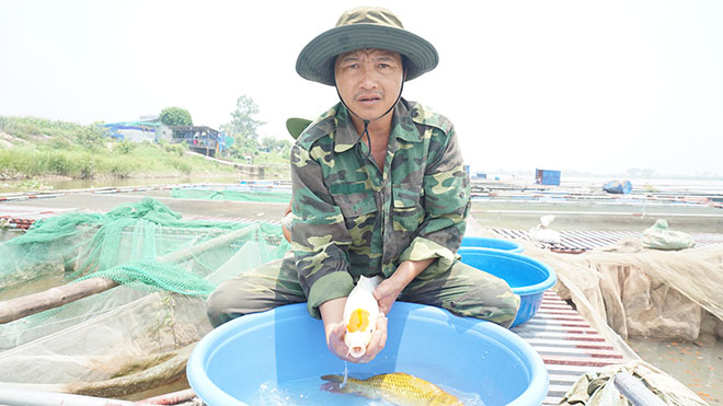 "Quốc ngư Nhật Bản" xuất hiện giữa lòng sông Hồng - 7