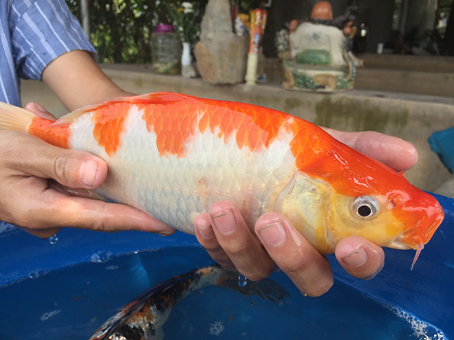 "Quốc ngư Nhật Bản" xuất hiện giữa lòng sông Hồng - 12