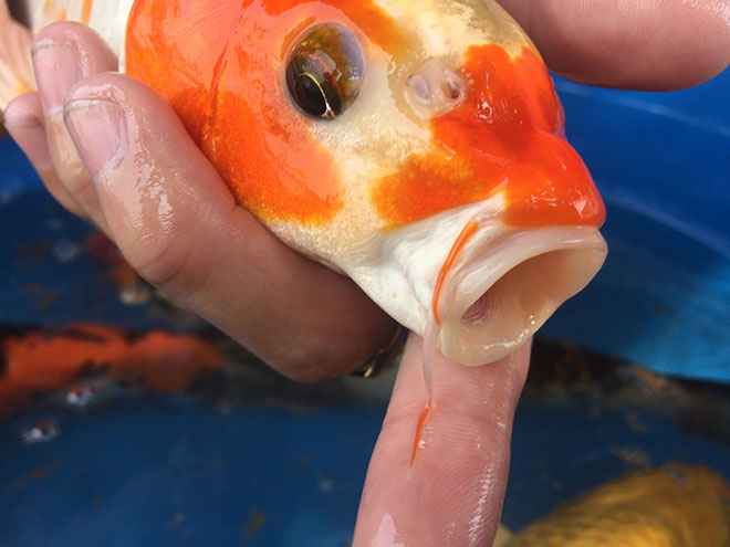 "Quốc ngư Nhật Bản" xuất hiện giữa lòng sông Hồng - 14