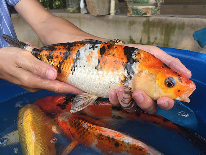 "Quốc ngư Nhật Bản" xuất hiện giữa lòng sông Hồng - 13