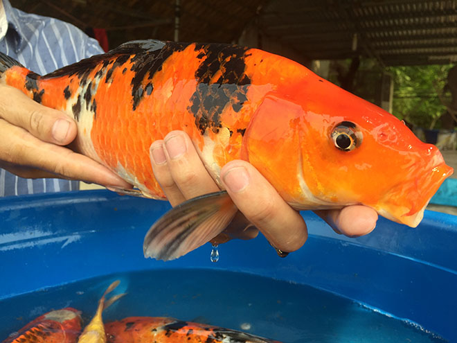 "Quốc ngư Nhật Bản" xuất hiện giữa lòng sông Hồng - 11