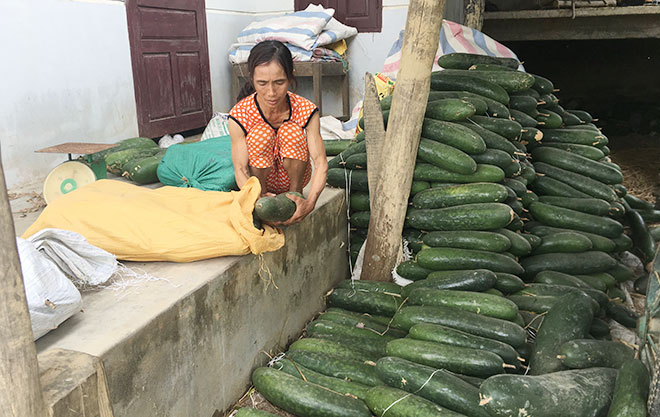 Nông dân lao đao vì bí đao rớt giá - 1