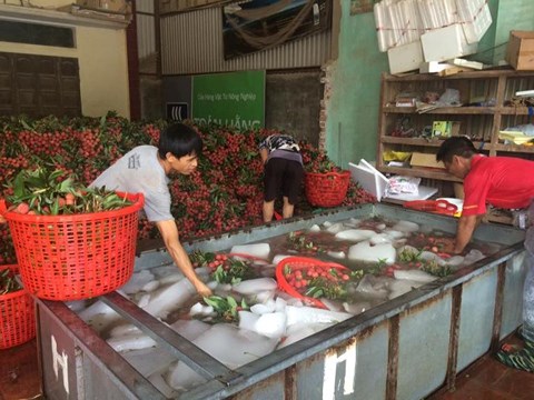 Tiêu thụ vải thiều cực khủng vẫn nhờ xuất sang Trung Quốc - 2