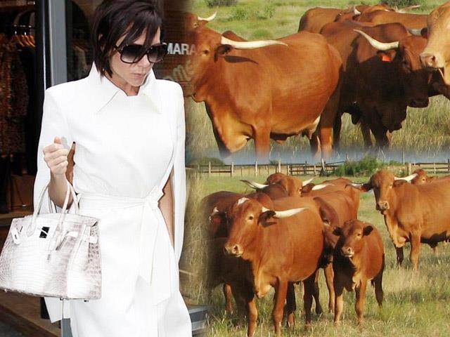 Bí quyết mặc đẹp - Bà Beck "giết" 3 đàn bò, 16 con trâu, 780 con cừu... cho sở thích túi, giày xa xỉ