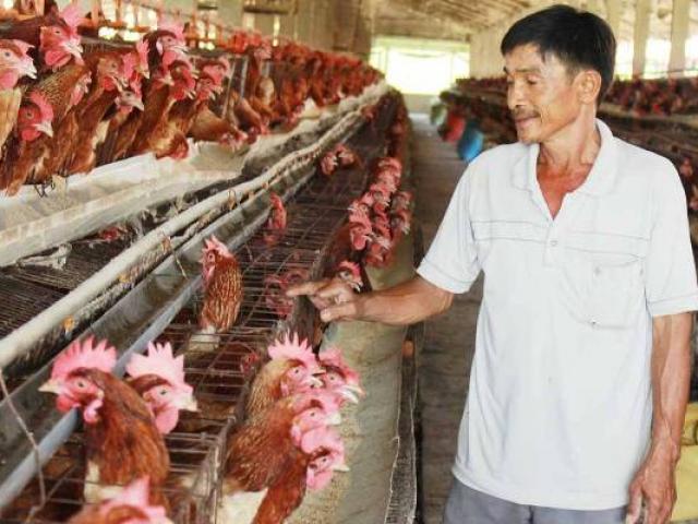 Thị trường - Tiêu dùng - Cận cảnh trại gà lạnh 20.000 con, mỗi ngày "đẻ" hơn 10 triệu tiền lãi