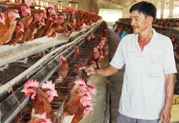 Cận cảnh trại gà lạnh 20.000 con, mỗi ngày "đẻ" hơn 10 triệu tiền lãi - 1