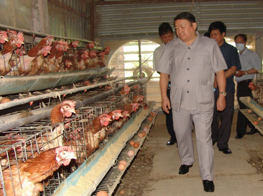 Cận cảnh trại gà lạnh 20.000 con, mỗi ngày "đẻ" hơn 10 triệu tiền lãi - 2