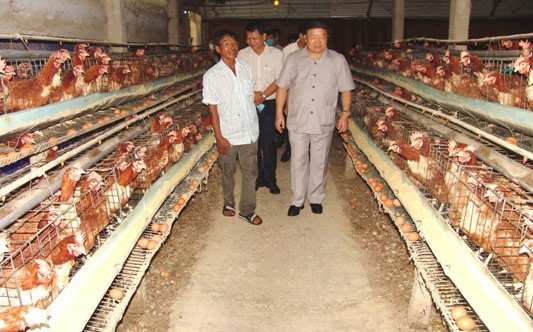 Cận cảnh trại gà lạnh 20.000 con, mỗi ngày "đẻ" hơn 10 triệu tiền lãi - 4