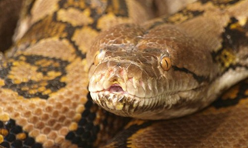 Vì sao trăn khổng lồ có thể nuốt người phụ nữ Indonesia? - 2