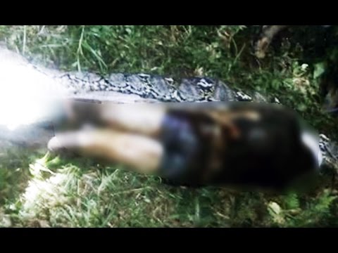 Vì sao trăn khổng lồ có thể nuốt người phụ nữ Indonesia? - 3