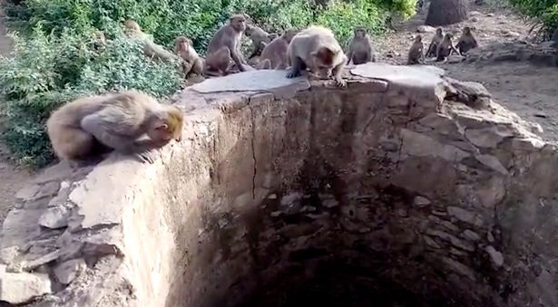 Đàn khỉ cứu mạng báo rơi xuống giếng ở Ấn Độ - 1