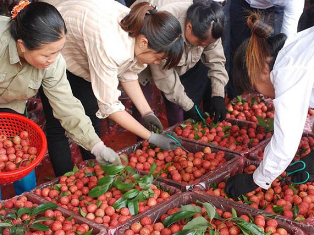 3.600 tỷ đồng rơi vào túi nông dân Bắc Giang nhờ vải thiều