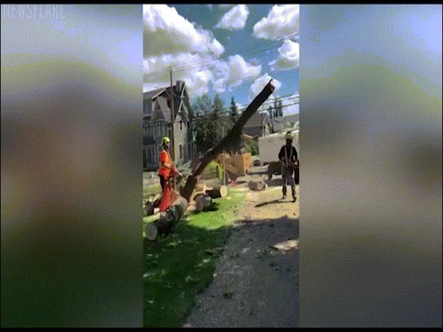 Phi thường - kỳ quặc - Chặt cây, bị cây đổ trúng đè bẹp người