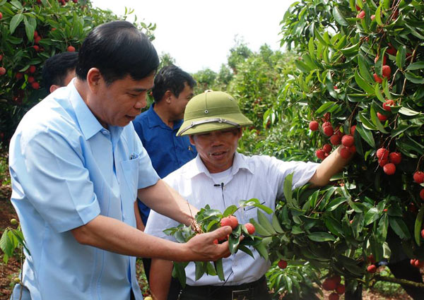 3.600 tỷ đồng rơi vào túi nông dân Bắc Giang nhờ vải thiều - 1