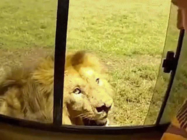 Du khách suýt mất tay vì dám vuốt lưng sư tử