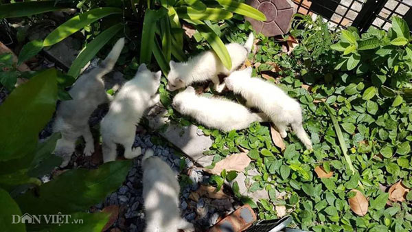 Cáo Bắc cực trắng muốt, đẹp "ma mị" giá hàng chục triệu "hút" người mua - 1