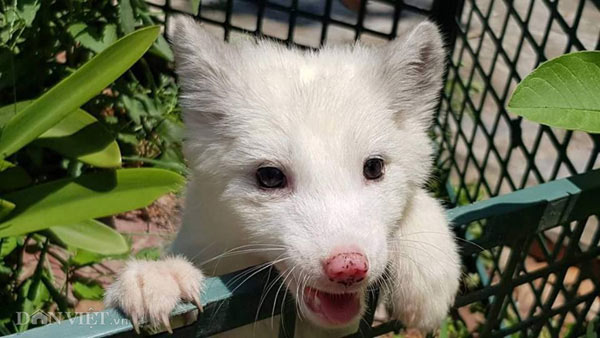 Cáo Bắc cực trắng muốt, đẹp "ma mị" giá hàng chục triệu "hút" người mua - 2