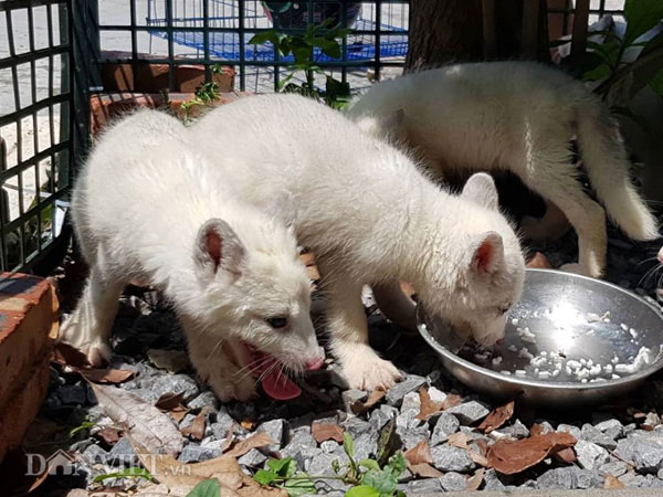 Cáo Bắc cực trắng muốt, đẹp "ma mị" giá hàng chục triệu "hút" người mua - 3