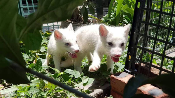 Cáo Bắc cực trắng muốt, đẹp "ma mị" giá hàng chục triệu "hút" người mua - 4