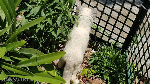 Cáo Bắc cực trắng muốt, đẹp "ma mị" giá hàng chục triệu "hút" người mua - 5