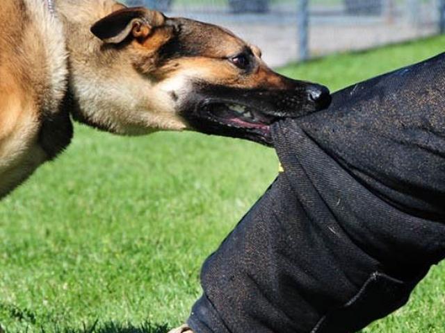 Sức khỏe đời sống - Virus dại 'ăn' lên não và gan, thận người khủng khiếp như thế nào?