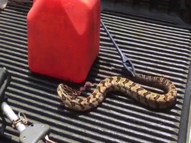 Phi thường - kỳ quặc - Kinh hãi: Rắn mất đầu vẫn có thể tấn công, chống cự