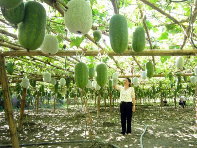 Thị trường - Tiêu dùng - Trồng giống bí xanh thơm từ thân, lá đến quả, 1ha thu 200 triệu