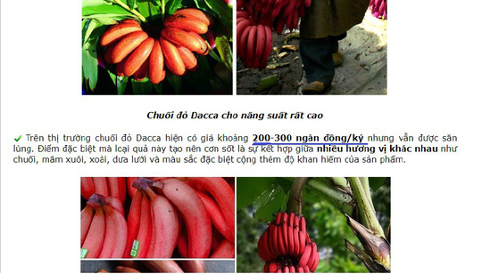 Thực hư về loại chuối đỏ 300.000 đồng/kg - 1