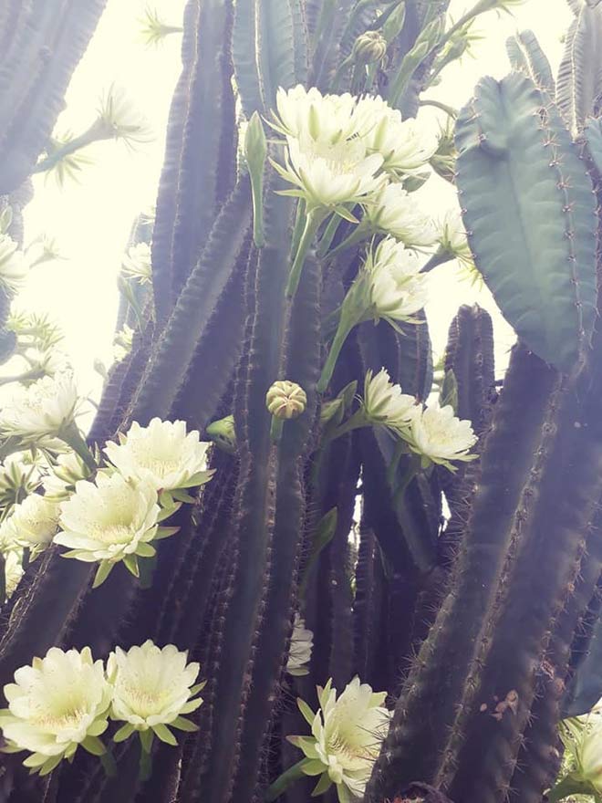 Trầm trồ cây xương rồng 30 năm tuổi trổ kín hoa - 5
