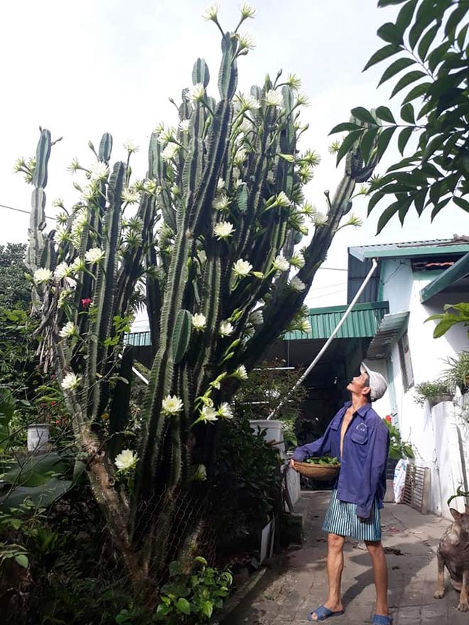 Trầm trồ cây xương rồng 30 năm tuổi trổ kín hoa - 7