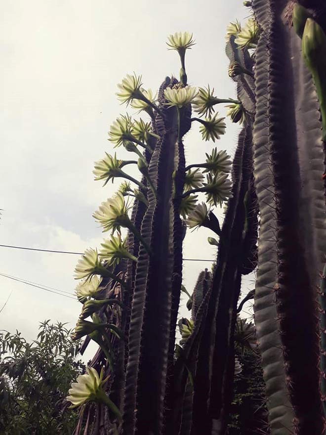 Trầm trồ cây xương rồng 30 năm tuổi trổ kín hoa - 6