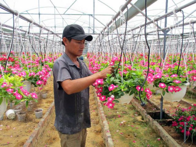 Thị trường - Tiêu dùng - Làm nhà kính trồng dạ yến thảo, nhàn nhã thu tiền mỗi ngày