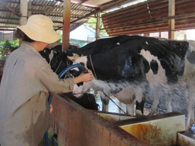 Thị trường - Tiêu dùng - Hàng ngàn hộ nuôi bò sữa bỏ nghề