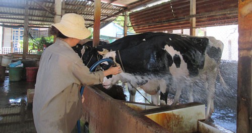 Hàng ngàn hộ nuôi bò sữa bỏ nghề - 1